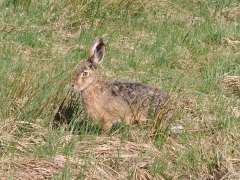 Lepus europaeus